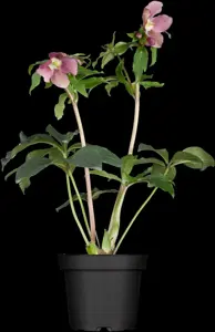 Helleborus orient. 'Frilly Isabelle' - 2 Ltr pot - image 3