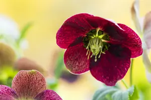 Helleborus orient. 'Hello Red'