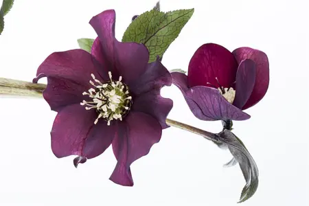 Helleborus orient. 'Micaela' - 2 Ltr pot - image 5