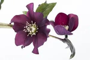 Helleborus orient. 'Micaela' - 2 Ltr pot - image 5
