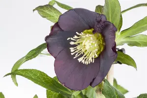 Helleborus orient. 'Single Black'