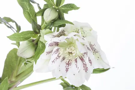 Helleborus orient. ViV? 'Halina' - 2 Ltr pot - image 2