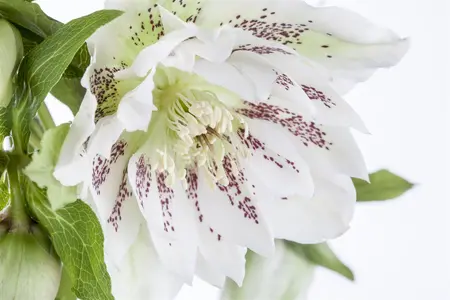 Helleborus orient. ViV? 'Halina' - 2 Ltr pot - image 3