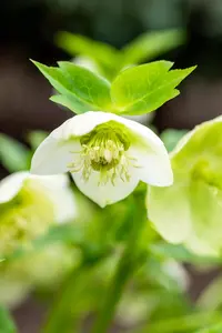 Helleborus orient. 'White Lady' - P9 - image 2