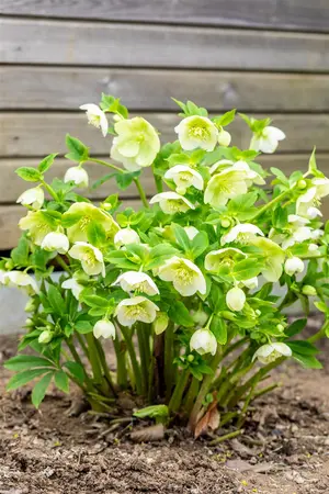 Helleborus orient. 'White Lady' - P9 - image 4