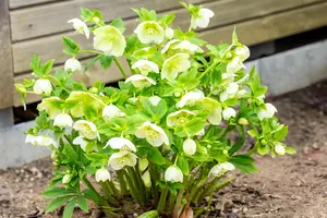 Helleborus orient. 'White Lady' - P9 - image 3