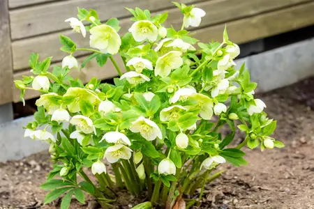 Helleborus orient. 'White Lady' - P11 - image 3