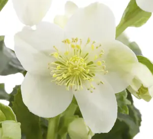 Helleborus orient. 'White Lady'