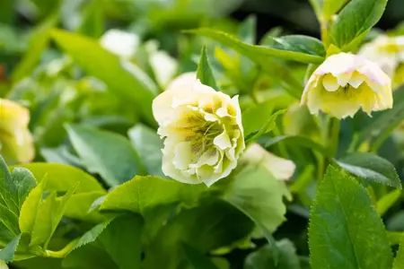 Helleborus orient. 'Yellow Lady' - P9