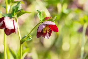 Helleborus orientalis abchasicus