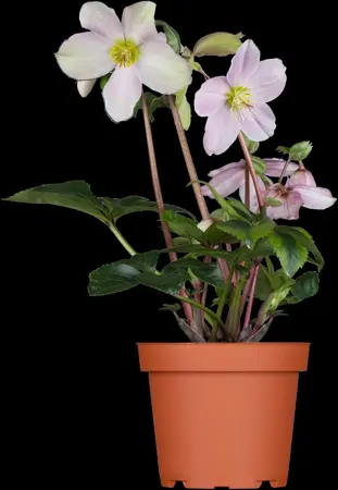 Helleborus orientalis mix - P9 - image 2