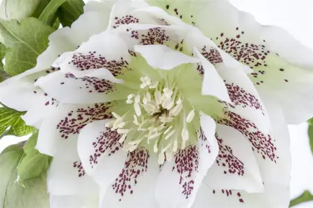 Helleborus orientalis mix - P9 - image 4