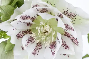 Helleborus orientalis mix - P9 - image 4