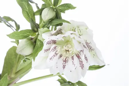 Helleborus orientalis mix - P9 - image 5