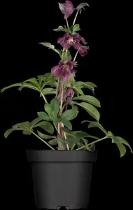 Helleborus orientalis mix