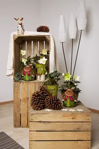 ** dubbel  zie Viv Sara - 2 Ltr pot - image 1