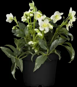 Helleborus 'Scarletta' - 2 Ltr pot - image 2