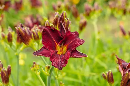 Hemerocallis 'American Revolution' - P9