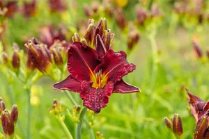 Hemerocallis 'American Revolution'