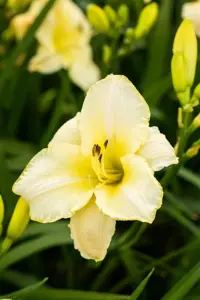 Hemerocallis 'Arctic Snow' - 2 Ltr pot - image 2
