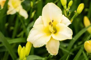 Hemerocallis 'Arctic Snow'