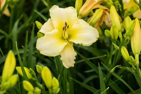 Hemerocallis 'Arctic Snow' - 2 Ltr pot - image 3