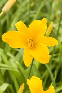 Hemerocallis 'Aten'