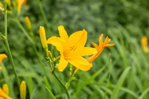 Hemerocallis 'Bela Lugosi'