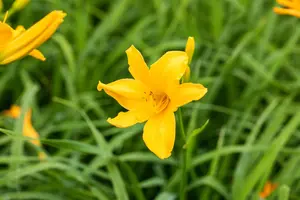 Hemerocallis 'Bela Lugosi' - P9 - image 2