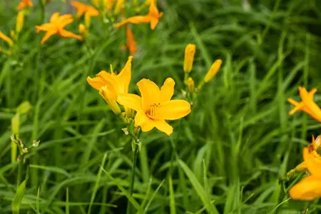 Hemerocallis 'Bela Lugosi' - P9 - image 3