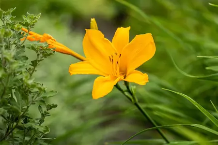 Hemerocallis 'Bela Lugosi' - P9 - image 4