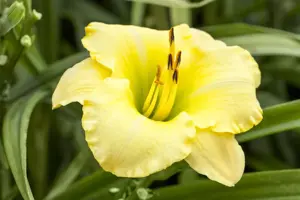 Hemerocallis 'Big Time Happy' - P9