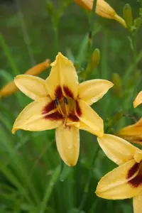 Hemerocallis 'Bonanza'