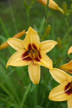 Hemerocallis 'Bonanza' - P11