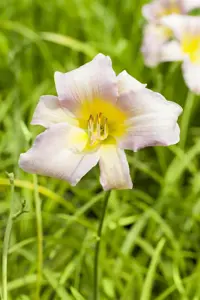 Hemerocallis 'Catherine Woodbury' - P9 - image 2
