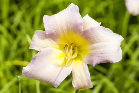 Hemerocallis 'Catherine Woodbury' - P9 - image 1