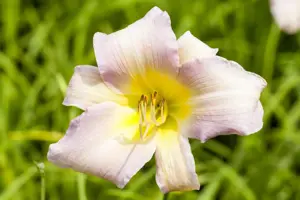 Hemerocallis 'Catherine Woodbury'