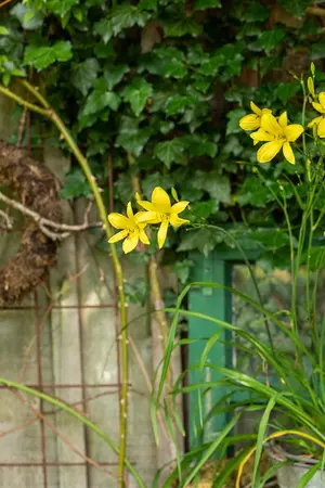 Hemerocallis citrina - P9 - image 2