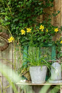 Hemerocallis citrina - P9 - image 3