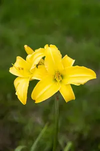 Hemerocallis 'Corky' - P9 - image 3