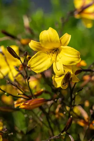Hemerocallis 'Corky' - P9 - image 3