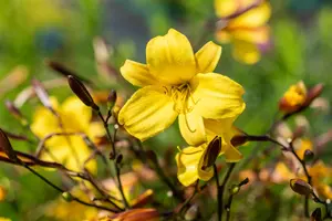 Hemerocallis 'Corky' - P9 - image 2