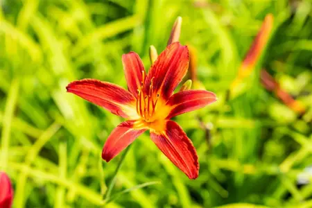 Hemerocallis 'Crimson Pirate' - 5 Ltr pot - image 4