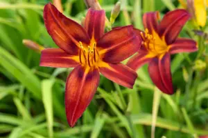 Hemerocallis 'Crimson Pirate' - 5 Ltr pot - image 2