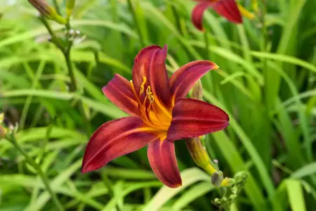 Hemerocallis 'Crimson Pirate' - 5 Ltr pot - image 3