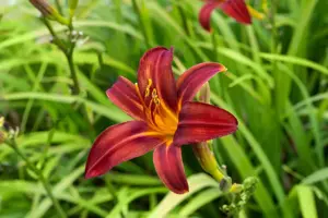Hemerocallis 'Crimson Pirate' - 5 Ltr pot - image 3