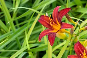 Hemerocallis 'Crimson Pirate' - 2 Ltr pot - image 1