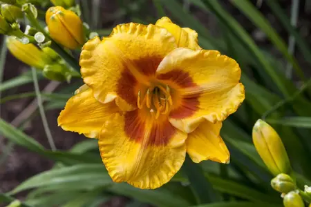 Hemerocallis 'Fragrant Reflection' - 2 Ltr pot