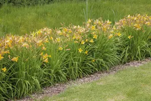 Hemerocallis 'Francis of Assisi'