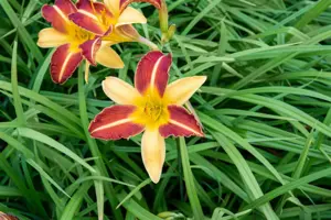 Hemerocallis 'Frans Hals' - 3 Ltr pot - image 3